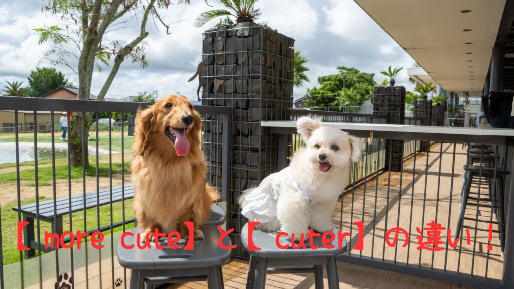 more cuteとcuterの違い