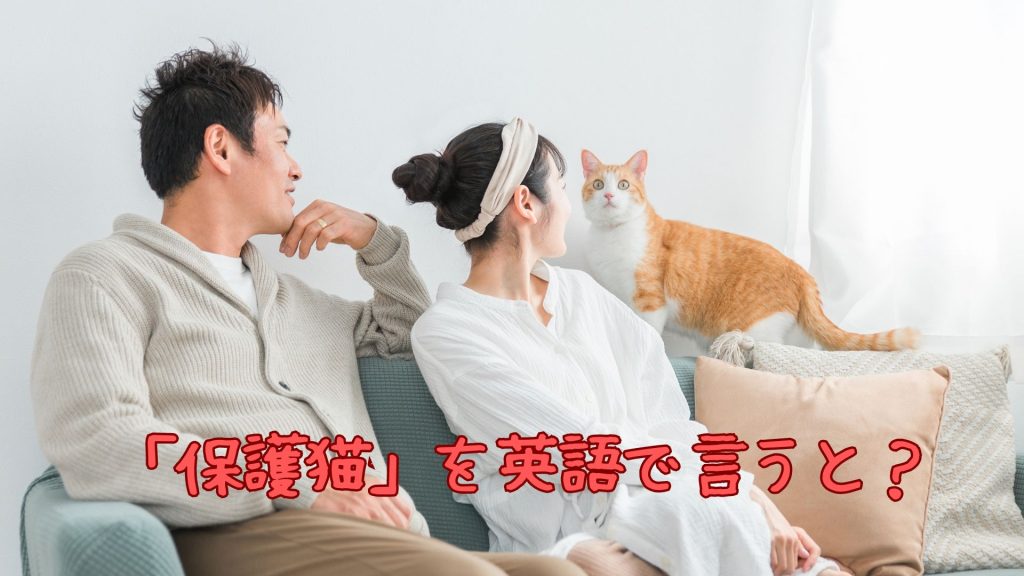 「保護猫」を英語で