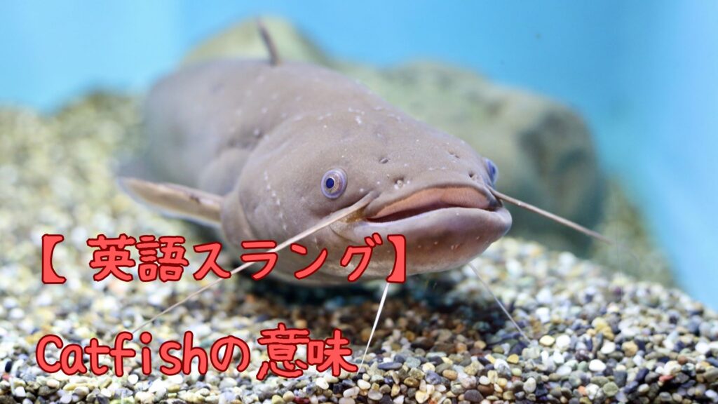 英語スラング「Catfish」の意味